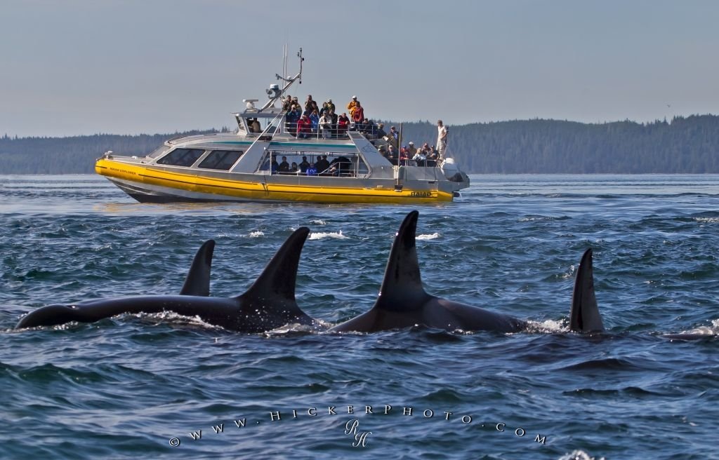 Vancouver Island Orca Watching Season Vancouver Island Orca Watching Season