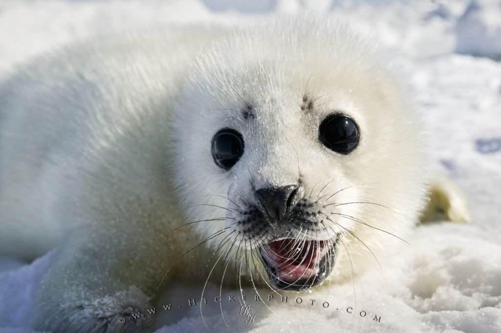 Cute White Coat Harp Seal Baby Pup Photo Information Cute White Coat Harp Seal Baby Pup Photo Information