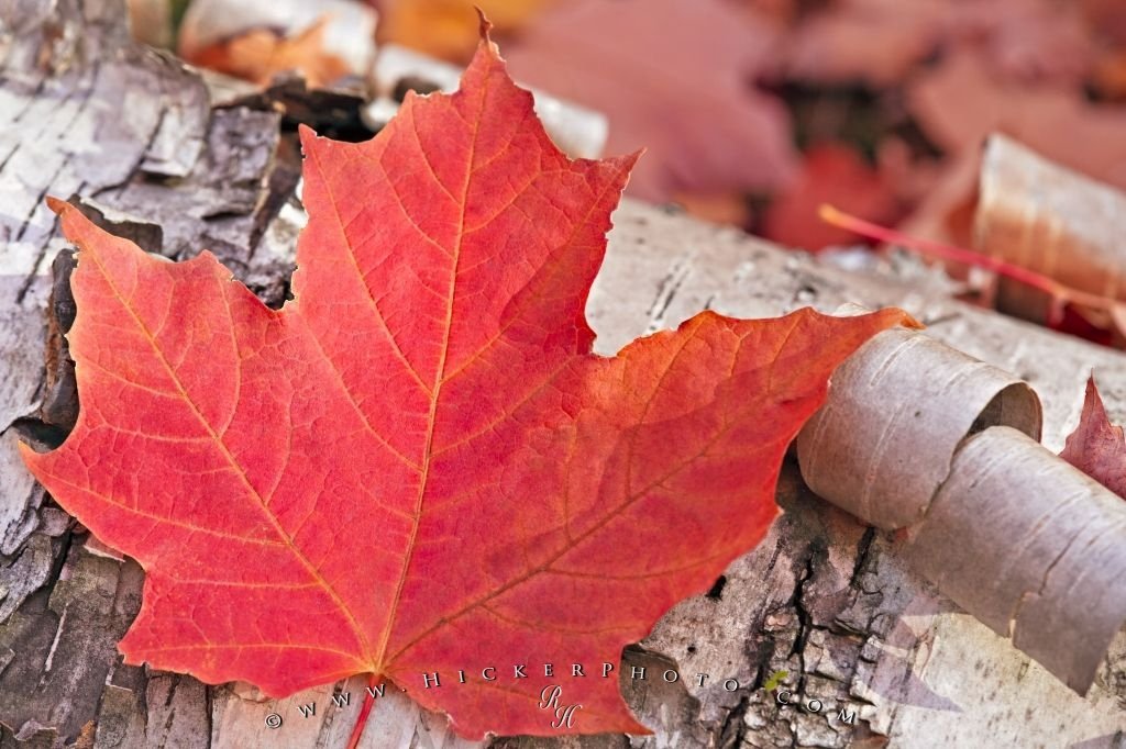 Red Fall Maple Leaf Picture Photo Information