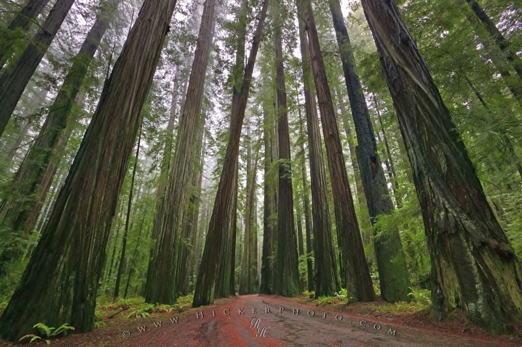 Download this Archive Hickerphoto Forest Pictures Redwood National picture