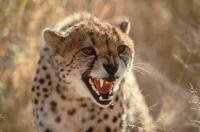Cheetah Picture photographed on a trip in Namibia, Africa