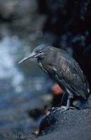 The Lava Heron aka Galapagos Heron is among the many animals found on the Galapagos Island in Ecuador.