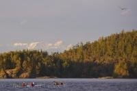 Four people enjoy a kayaking adventure off Northern Vancouver Island in British Columbia in hope of seeing some Killer Whales.
