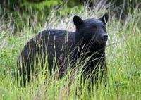 An american black bear standing in green grass