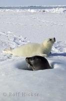 This female harp seal displays typical behaviors of an animal with their young, popping out of her ice hole to keep watch over her cute pup.