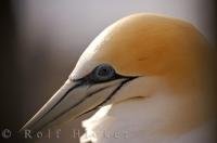 A beautiful profile picture of an Australasian Gannet at its nesting grounds at Muriwai Beach near Aukland on the North Island of New Zealand.