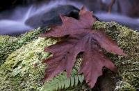 An image of an autumn leaf on a bed of moss backdropped by the Merriman Creek on the Olympic Peninsula of Washington, USA.