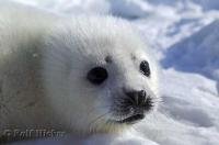 This cute baby harp seal pup is only about 3 days old, and was found on the pack ice on the Gulf of St Lawrence, Canada.