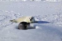 A baby harp seal is visited by its mother on the ice floes of the Gulf of St Lawrence near Newfoundland in Canada.