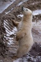 Standing on hind legs, this curious polar bear cub gets a good look at some passengers on a tundra buggy tour to the shores of Hudson Bay in Manitoba, Canada.