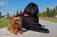 Best friends is what seems to make the world a better place and these two enjoy each others company in the wilderness of Southern Labrador.