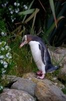There are many holiday options available in New Zealand including bird watching trips.