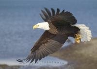 Stock Photos of Birds of North America - a bald eagle flying above the ocean.