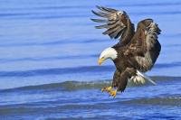 The majestic American Bald Eagle is a bird of prey found in North America.