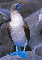 Portrait of a blue-footed booby bird on Española Island, Galapagos Islands, Ecuador.