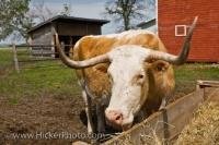 An adult male species of cattle is called a bull, and they are a domesticated member of the Bovinae Family. This bull lives at the Mennonite Heritage Village, which recreates the Mennonite way of life in modern day Steinbach, Manitoba.