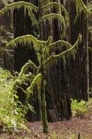 A dwarfed tree standing beside a redwood tree in the Humboldt Redwoods State Park in California.