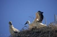 The Camargue White Storks watch over the region from their nesting area in the Parc Naturel Regional de Camargue, Provence in France.