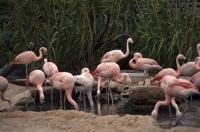 The beautiful plumage of these Chilean Flamingos comes from the pigments in the tiny animals they eat.