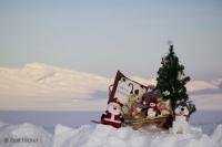 A perfect Christmas shot for a beautiful and very unique Christmas card, photographed in winter in northern Alaska.