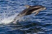 A Pacific White Sided Dolphin jumping with high speed fully out of the water off the northern Vancouver Island coast, British Columbia, Canada.