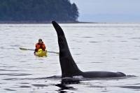 An outdoor adventure, kayaking with killer whales, Vancouver Island, British Columbia