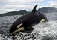 Photo showing Animal Behaviour, Northern Resident Killer Whale beside a whale watching boat