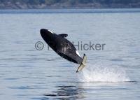 The scientifically known orca whale A73 is also known as 