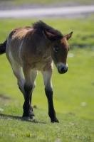 A cute young foal which will soon grow to be a beautiful horse in the Pyrenees of Catalonia, Spain.