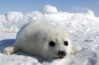 Harp Seal pups are really cute babies in their fluffy white coats on the ice floes in the Gulf of St Lawrence, Canada.