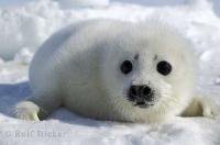 This relaxed and really cute harp seal puppy was a great animal for a picture on the ice floes near Prince Edward Island in Canada.