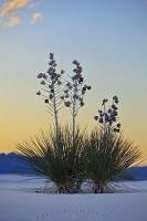 A glorious sunset provides a magical backdrop to a small group of soaptree yucca plants in the desert of White Sands National Monument in New Mexico, USA.