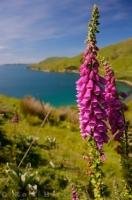 The scientific name for the Foxglove flower is Digitalis purpurea, these flowers add a splash of colour to the landscape and to your pictures.