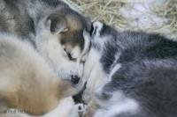 a couple cute siberian husky puppies having a rest
