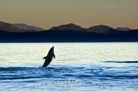 As though heralding the end of the day and celebrating a glorious sunset, this pic shows a Pacific White Sided dolphin jumping out of the water on a calm evening with beautiful Vancouver Island scenery in the background.