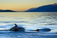 A surreal animal and scenery picture of Pacific White Sided dolphins cruising the calm waters of Johnstone Strait off Vancouver Island during sunset with beautiful mountainous scenery in the background.