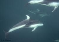 Underwater picture of pacific white sided dolphins