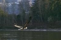 A low flying adult Bald Eagle is caught in the afternoon sun as swoops above the Cheakamus River in British Columbia, Canada.