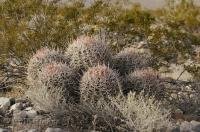 The Cotton Top Cactus is also known by its scientific name of Echinocactus polycephalus seen here in Death Valley National Park, California, USA.