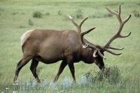 An Elk Bull grazes in the Jasper National Park of Alberta in the Rocky Mountains of Canada.