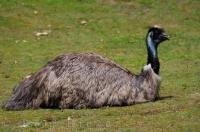 An emu relaxes in his habitat at the Auckland Zoo on the North Island of New Zealand.