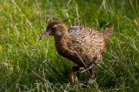 The cute 'chicken like' Weka is an endemic bird of New Zealand. It is also a flightless bird which is listed as a vulnerable species due to habitat depletion, and predators of adults, chicks and eggs.