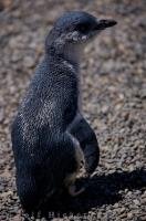 The Fairy Penguin which is referred to as Little Blue Penguin, is the smallest species of penguin in the world.