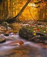 Golden fall (autumn) forest with flwoing water stream in Cape Breton Highlands National Park, Nova Scotia, Canada.