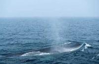 Photo of a Fin Whale which belongs to the list of endangered animals