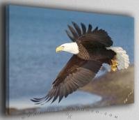 A spectacular shot of an eagle in flight is the perfect gift for the nature lover - this fine art photo can be printed onto canvas or high quality photographic paper.