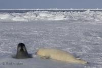 A Cute and Funny shot of a harp seal mama and her little 3 day old pup