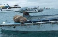 Often seen Galapagos Island Wildlfe are the Sea Lions.
