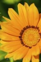 A bright yellow Gazania Flower blooms during the day in Oliva Nova, Spain.