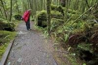 A hiker on the trail to San Josef Bay in Cape Scott Provincial Park on Northern Vancouver Island in British Columbia.